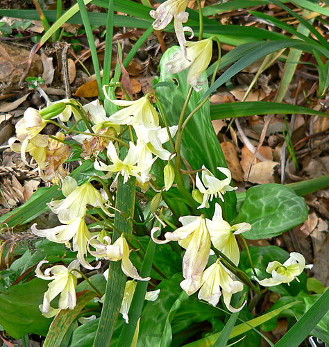 Erythronium californicum